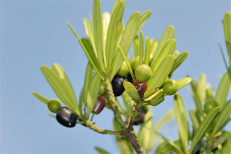 羅漢松 花|羅漢松科的特徵 科 別 ： 羅漢松科(Podocarpaceae)